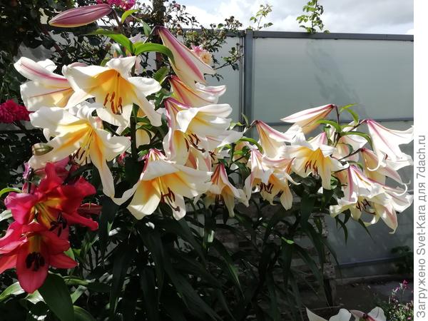 Лилия ОТ-гибрид Лавон (Lilium OT-hybrid Lavon): характеристики гибрида, особенности выращивания и ухода, цветение. Фотографии