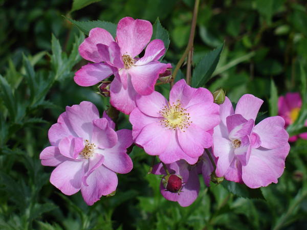 Сорта роз с простыми цветками. Фото