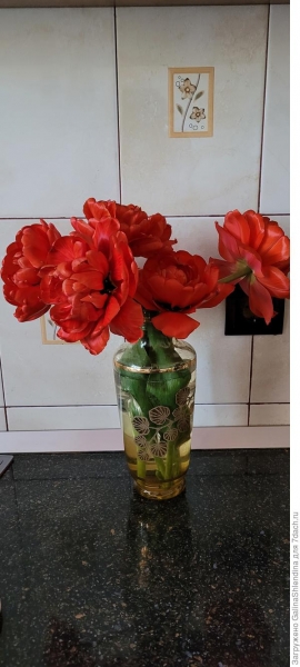 Шикарный тюльпан Миранда. Характеристики сорта и особенности выращивания. Фото
