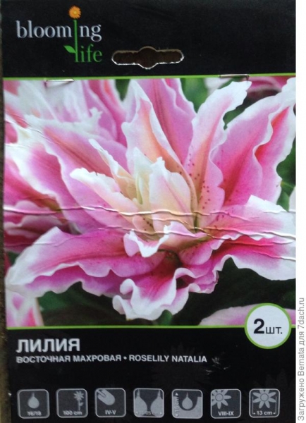 Розовая лилия "Natalia" - сорт рекомендован настоящим девочкам =))