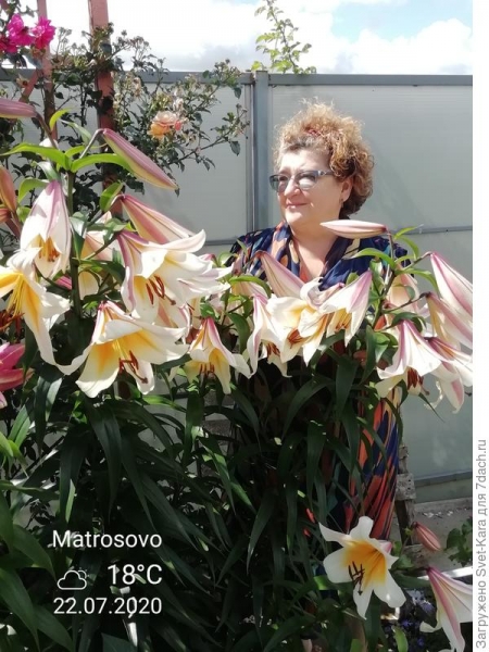 Лилия ОТ-гибрид Лавон (Lilium OT-hybrid Lavon): характеристики гибрида, особенности выращивания и ухода, цветение. Фотографии