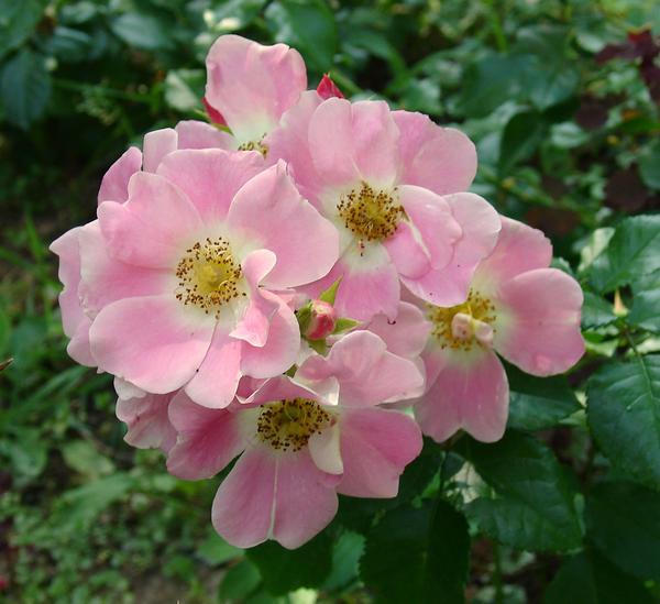 Сорта роз с простыми цветками. Фото