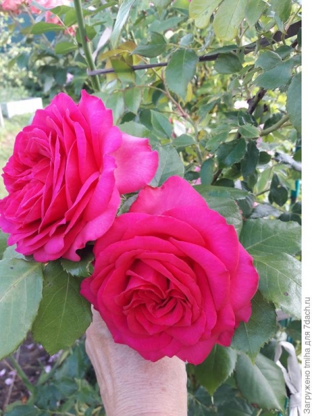 Плетистые розы и клаймберы. Особенности, цветение, фотографии