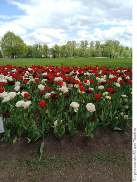 Выставка тюльпанов в Санкт-Петербурге. Фотографии