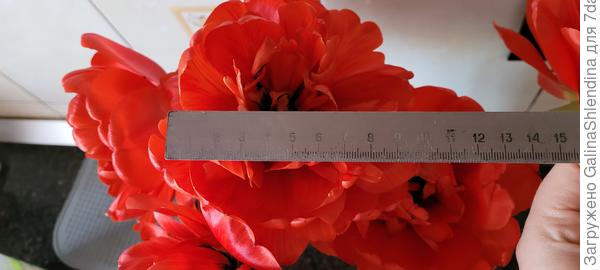 Шикарный тюльпан Миранда. Характеристики сорта и особенности выращивания. Фото