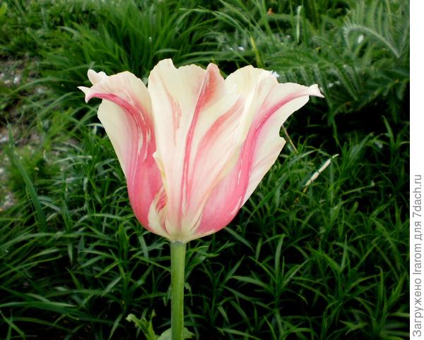 Тюльпан Blushing Lady. Описание сорта. Фото