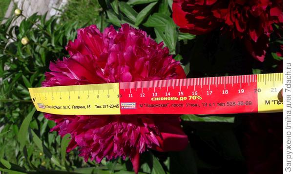 Пион травянистый молочноцветковый Red Charm: характеристики сорта, особенности выращивания и ухода. Фото
