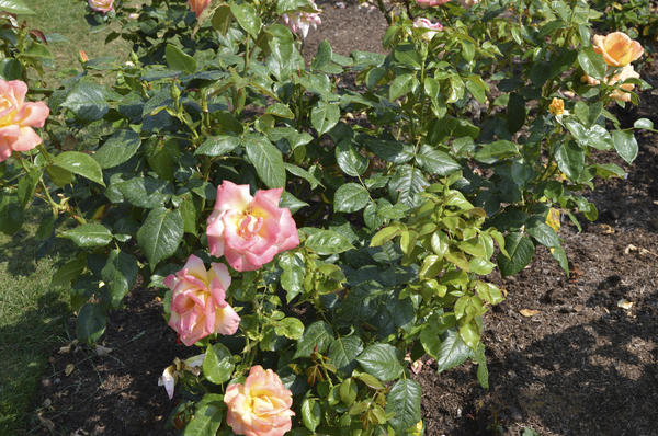 Уход за розами: меняем подходы к агротехнике. Личный опыт