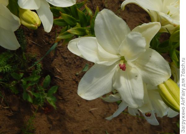 Лилия Annemarie's Dream: описание гибрида, выращивание, уход. Подкормки для цветения. Фото