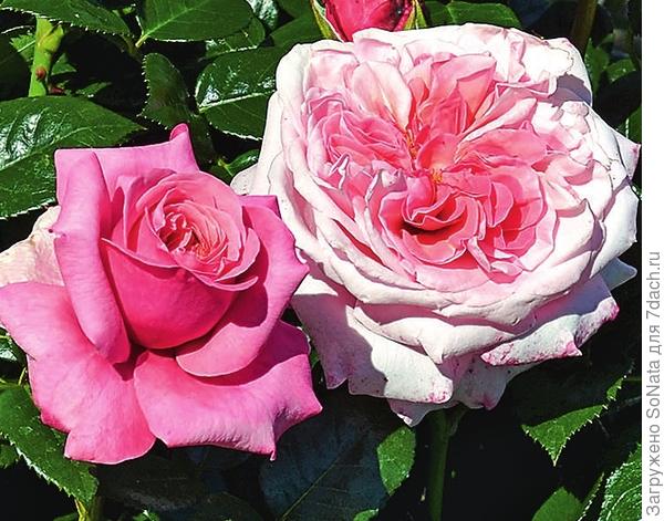 Новые сорта роз — эффектные и неприхотливые. Описание, фото