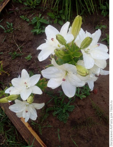 Лилия Annemarie's Dream: описание гибрида, выращивание, уход. Подкормки для цветения. Фото