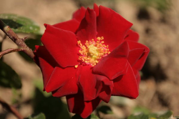 Сорта роз с открытой серединкой: достоинства, фото