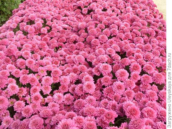 Розовые, сиреневые, лиловые мелкоцветковые хризантемы осеннего бала Никитского ботанического сада, часть 1