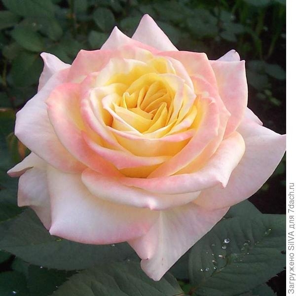 Розы: 14 красивейших сортов, устойчивых к мучнистой росе