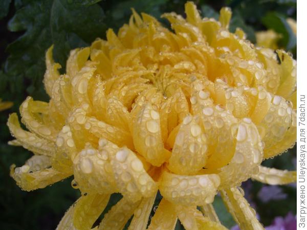 Хризантемы после дождя