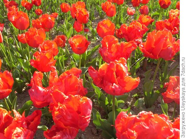 Попугайные тюльпаны на выставке Никитского ботанического сада (Крым)