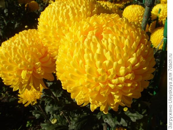 Жёлтые хризантемы осеннего бала Никитского ботанического сада