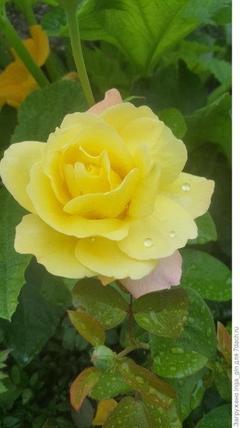 Розы в саду: отзывы о сортах + фото