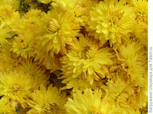 Жёлтые хризантемы осеннего бала Никитского ботанического сада