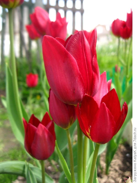Тюльпан букетного типа "Рулет": 10 луковиц - 50 цветков