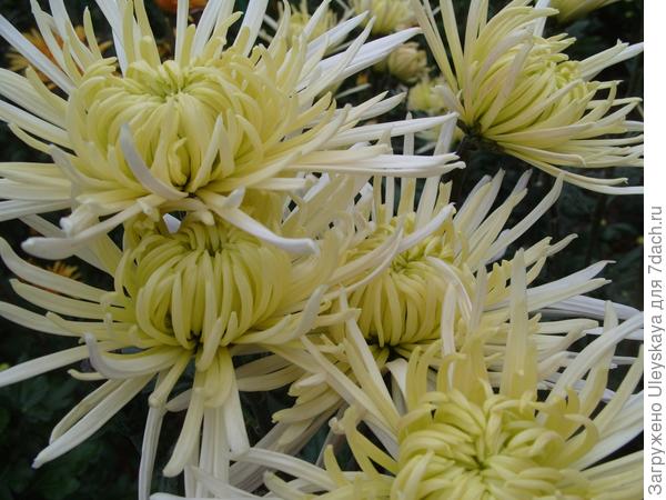 Белые хризантемы осеннего бала Никитского ботанического сада - 2013