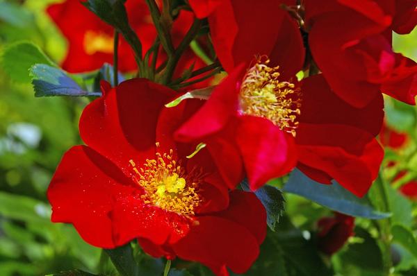 Сорта роз с открытой серединкой: достоинства, фото