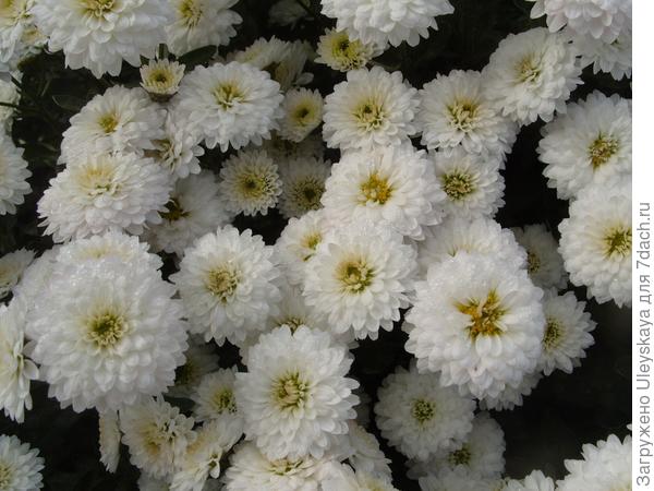 Белые хризантемы осеннего бала Никитского ботанического сада - 2013