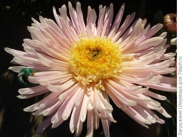Бал хризантем 2013: крупноцветковые сорта. Фото