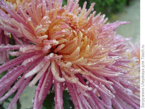 Хризантемы после дождя