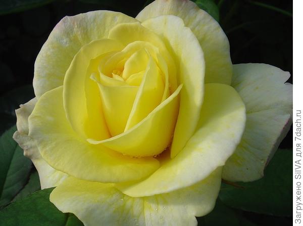 Розы: 14 красивейших сортов, устойчивых к мучнистой росе