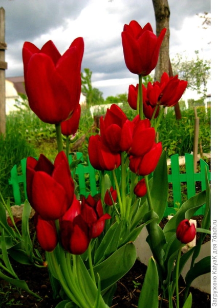 Тюльпан букетного типа "Рулет": 10 луковиц - 50 цветков
