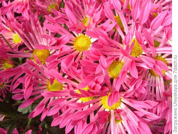 Розовые, сиреневые, лиловые мелкоцветковые хризантемы осеннего бала Никитского ботанического сада, часть 1