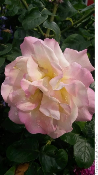 Розы в саду: отзывы о сортах + фото