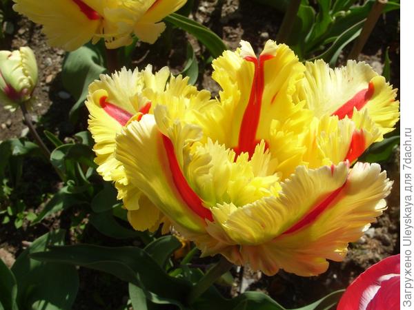 Попугайные тюльпаны на выставке Никитского ботанического сада (Крым)