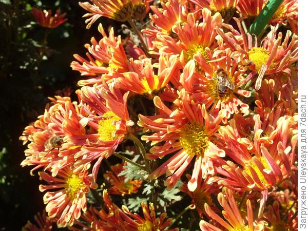 Бронзовые хризантемы осеннего бала Никитского ботанического сада