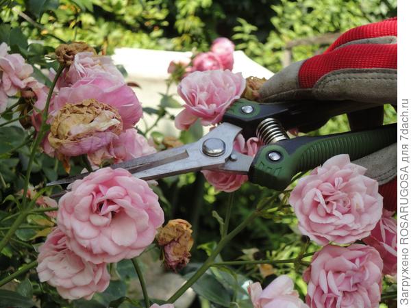 Особенности и правила летней обрезки роз