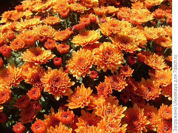 Оранжевые хризантемы осеннего бала Никитского ботанического сада