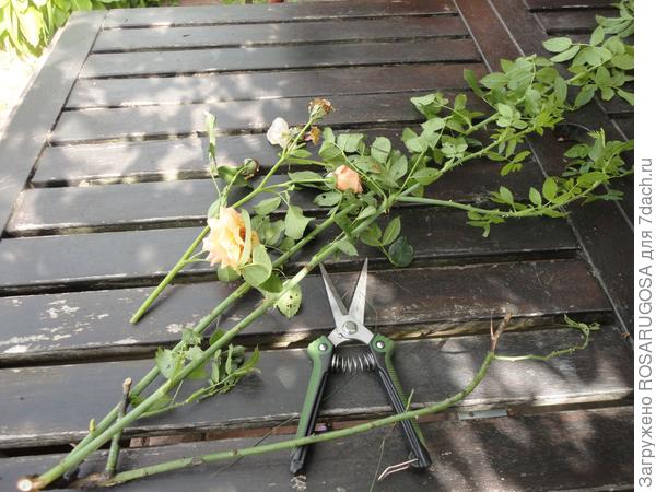 Особенности и правила летней обрезки роз