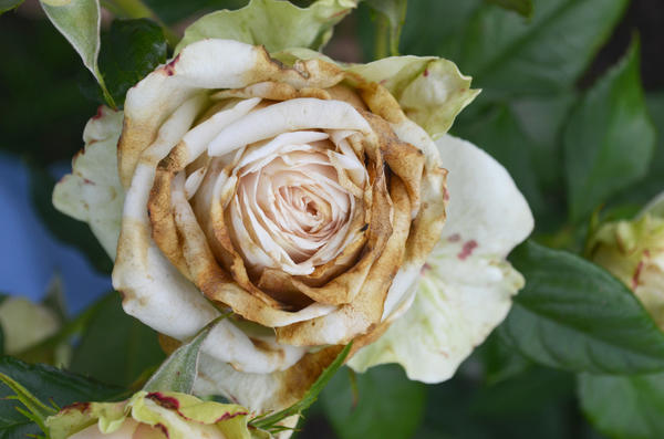 Болезни и вредители роз: эти симптомы должен знать каждый розовод
