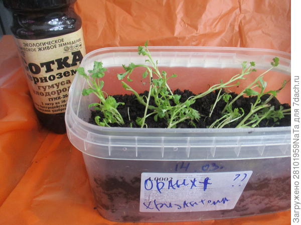 Размножаю хризантемы черенками при помощи геля-стимулятора. Фото