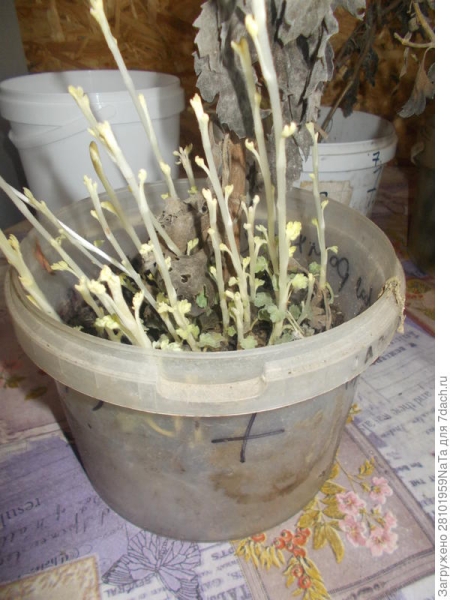 Размножаю хризантемы черенками при помощи геля-стимулятора. Фото