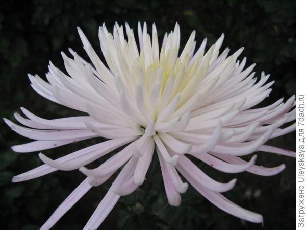 Королевы балов хризантем 2007 - 2012: сорта крупноцветковых хризантем