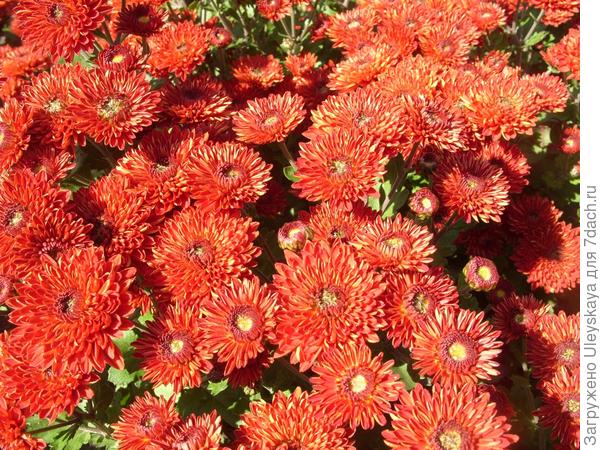 Красные хризантемы осеннего бала Никитского ботанического сада - 2013