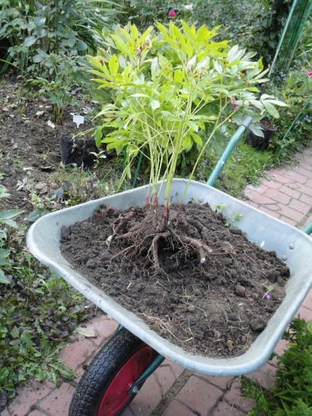 Как правильно посадить и разместить пионы в саду
