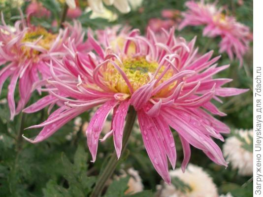 Королевы балов хризантем 2007 - 2012: сорта крупноцветковых хризантем