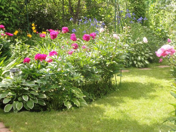 Как правильно посадить и разместить пионы в саду