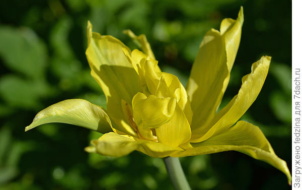 Тюльпан 'Желтый паучок' ('Yellow Spider')