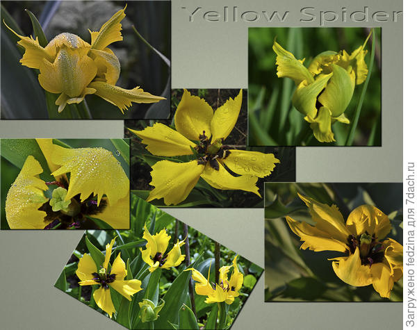 Тюльпан 'Желтый паучок' ('Yellow Spider')
