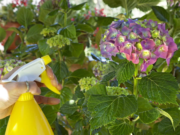 Покупаем гортензию: как выбрать хорошее растение и посадить его