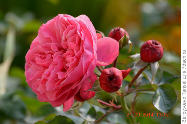 Розы нашего сада. Часть 3. Леонардо да Винчи